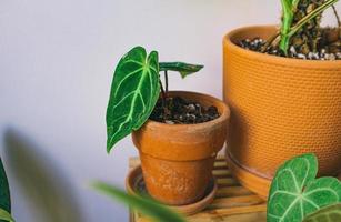 primer plano de plantas en macetas foto