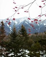 Red leaves in front of mountains and trees photo