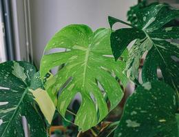 Close-up of house plants photo