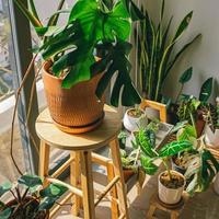 plantas de interior cerca de una ventana. foto