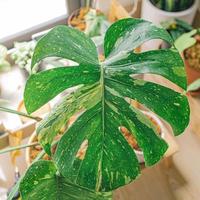 Close-up of green leaf  photo