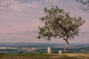 un solo árbol con dos lugares para sentarse foto