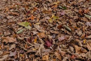 Brown fallen leaves photo