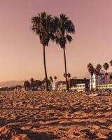 Palm trees on the beach photo