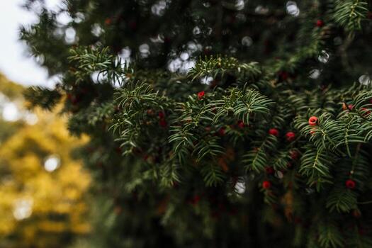Pine tree with berries photo