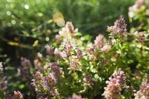 Thymus - healing herb and condiment growing in nature
