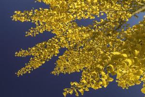 Golden Ginko Leaves