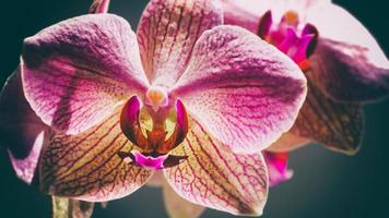 beauty pink orchid, abstract floral backgrounds photo