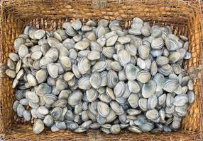 Fresh clams in a rustic basket.