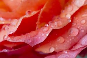 Fotografía macro de gotas de lluvia sobre rosa rosa foto
