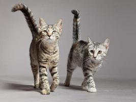 Two cute tabby kittens walking towards camera. photo