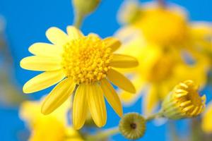 tender bright yellow flowers on a blue background photo