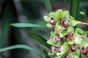 Tropical green Cymbidium orchid photo