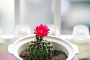 Pink cactus flower photo