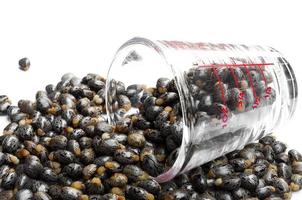 Castor oil seeds-ricinus communis