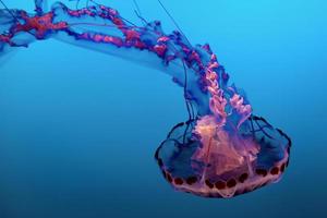 Pink jelly fish  photo