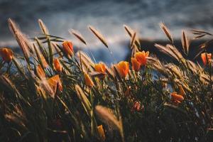 Fotografía de enfoque selectivo de flores de naranja foto