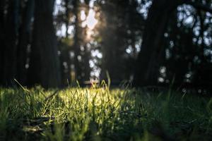 Sun rays coming through tall trees and green field photo