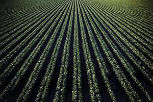 Converging farmland crops photo