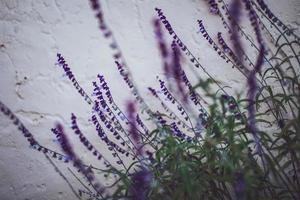 Selective focus of purple flowers  photo