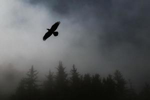 Flying bird silhouette near trees photo