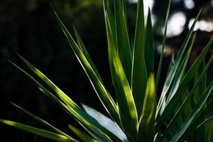 Green plant in close up photography photo