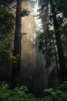 Redwood trees during daytime photo