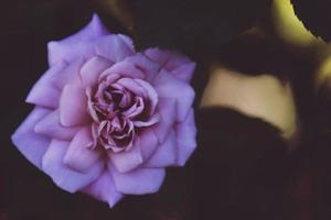 Purple flower on black surface photo