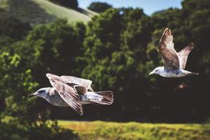 Fotografía de enfoque selectivo de dos pájaros blancos foto