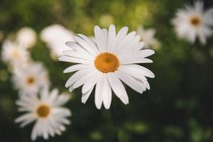 El enfoque selectivo de la flor de la margarita foto