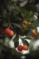 frutos de naranja en el árbol durante el día foto