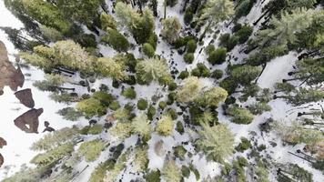 Bird's eye view of tall trees  photo