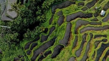 Aerial view of cultivated fields  photo