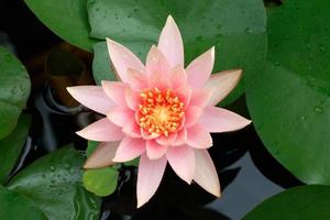 Pink lotus flower photo