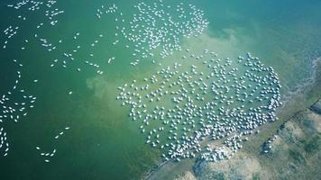 bandada de pájaros nadando foto