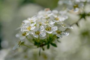 pequeñas flores blancas foto