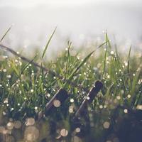 Grass with dew photo