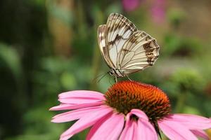 Butterfly on flower photo