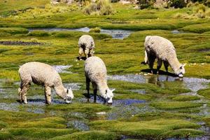 Flock of alpacas grazing photo