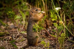 Squirrel with leaf photo