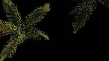 Coconut tree at night photo