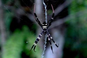 Spider on web photo