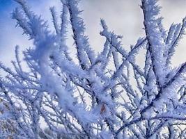 Snowy tree branches photo