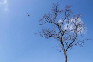 árbol desnudo y pájaro foto