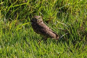 Owl in grass photo