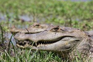 Close up crocodile photo