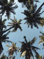 Low angle photography of coconut trees photo