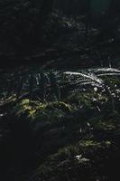 Vegetation in a dark forest photo