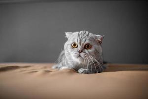Scottish Fold cat  photo