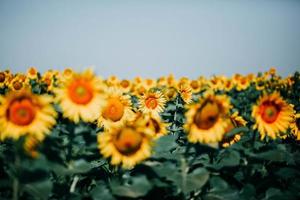 Yellow sunflower field photo